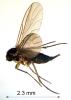 Bradysia impatiens